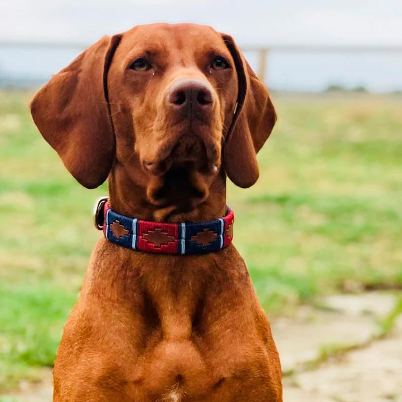 Pampeano Dog Collar - Cruzada